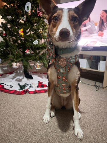 Customer photo review of Disney© Sailor Bow - Gingerbread Bear Sage