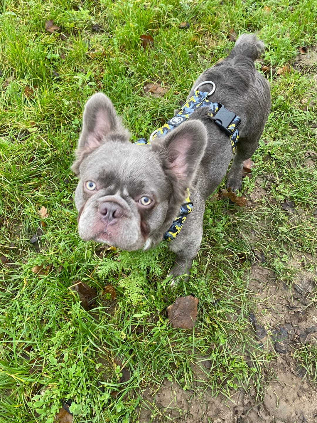 Customer photo review of Training Anti Pull TRI-Harness® | M-XL Breeds - Lightning