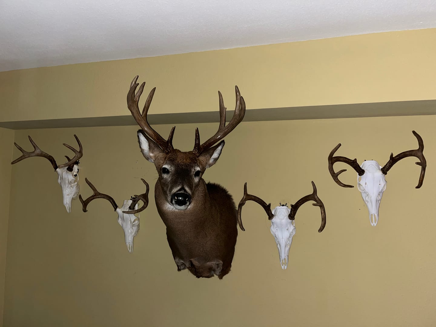 Customer photo review of European Trophy Mount - Small Hook - 5 PACK