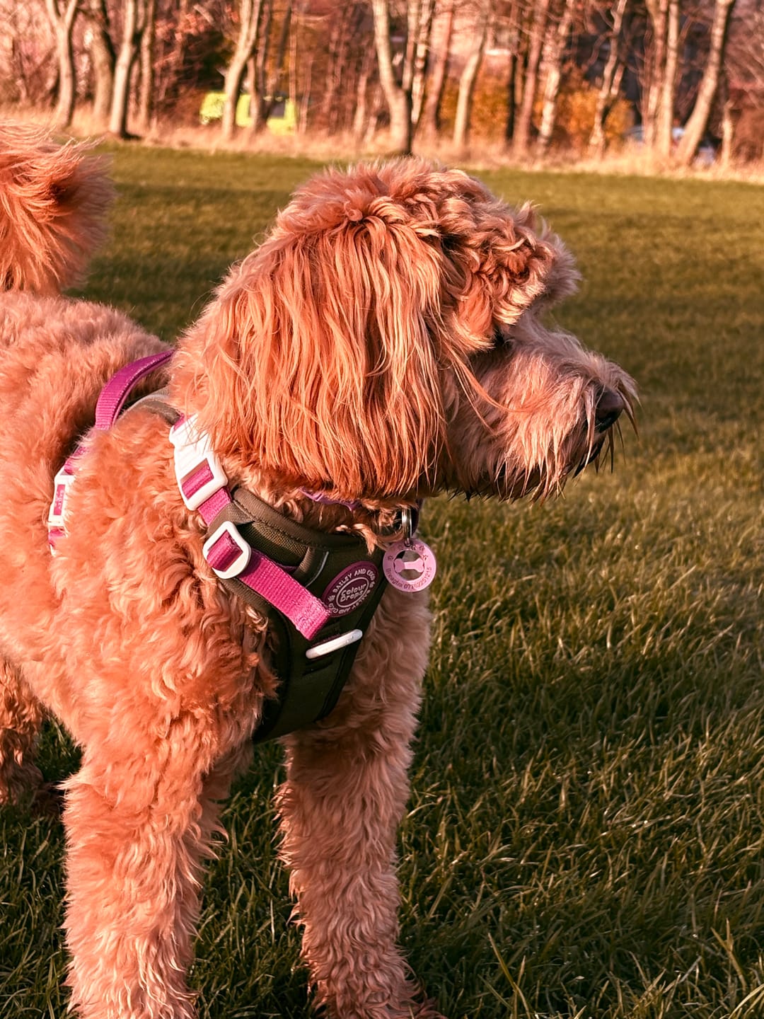 Customer photo review of Trail & Glow Dog Harness - COLOUR DROPS® - Olive it Hot