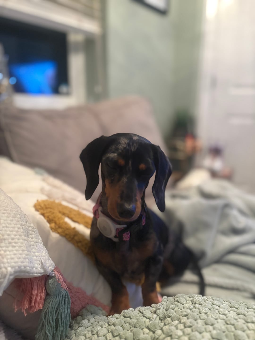 Customer photo review of Needy bi**h collar