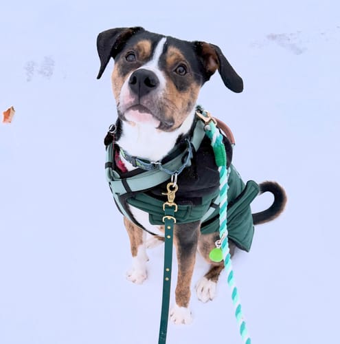 Customer photo review of Biothane Traffic Handle Dog Leash