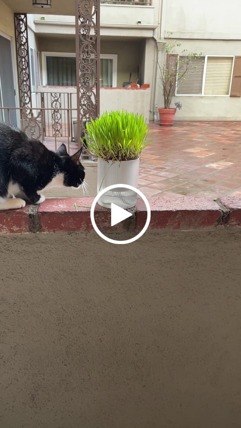 Customer video review of Michu All-in-One Soil-Free Cat Grass Grow Kit - Made In USA