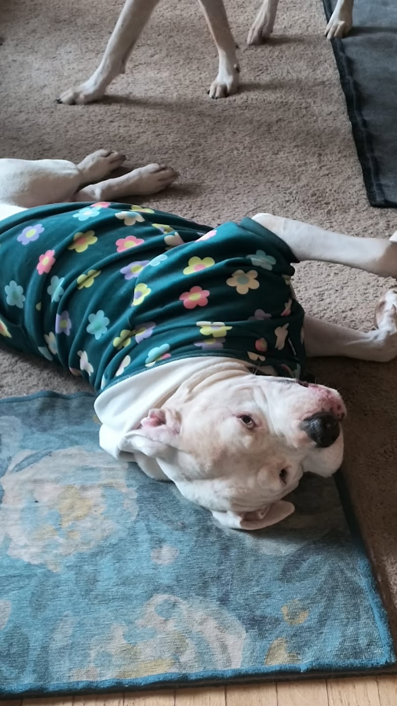 Customer photo review of Daisy Dog Hoodie - Green