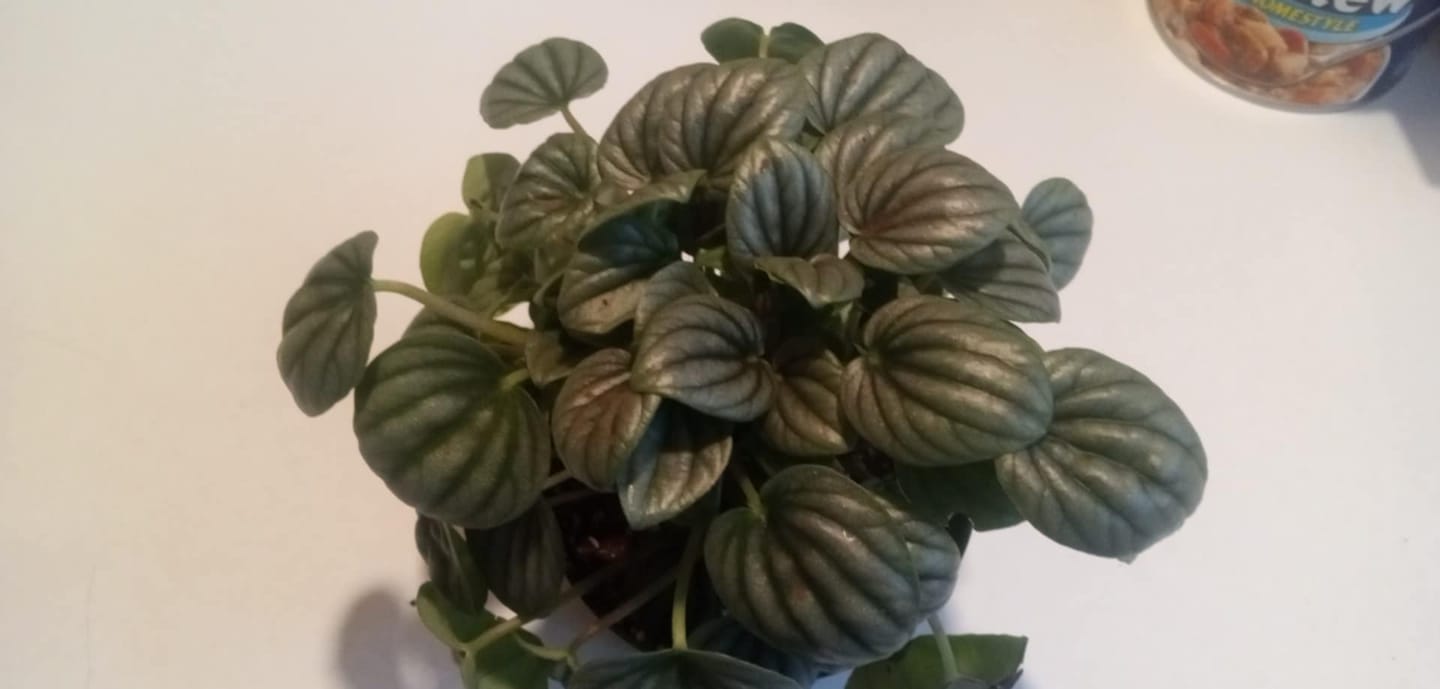 Customer photo review of Peperomia caperata 'Frost'