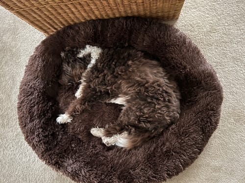 Customer photo review of Puppery Hundebett Wolke 7 - Das Original