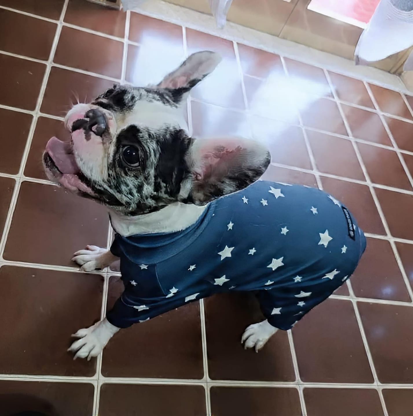 Customer photo review of Dog Pajama - Stars