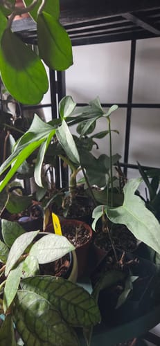 Customer's Anthurium podophyllum plant showing its large, lobed leaves among other houseplants.