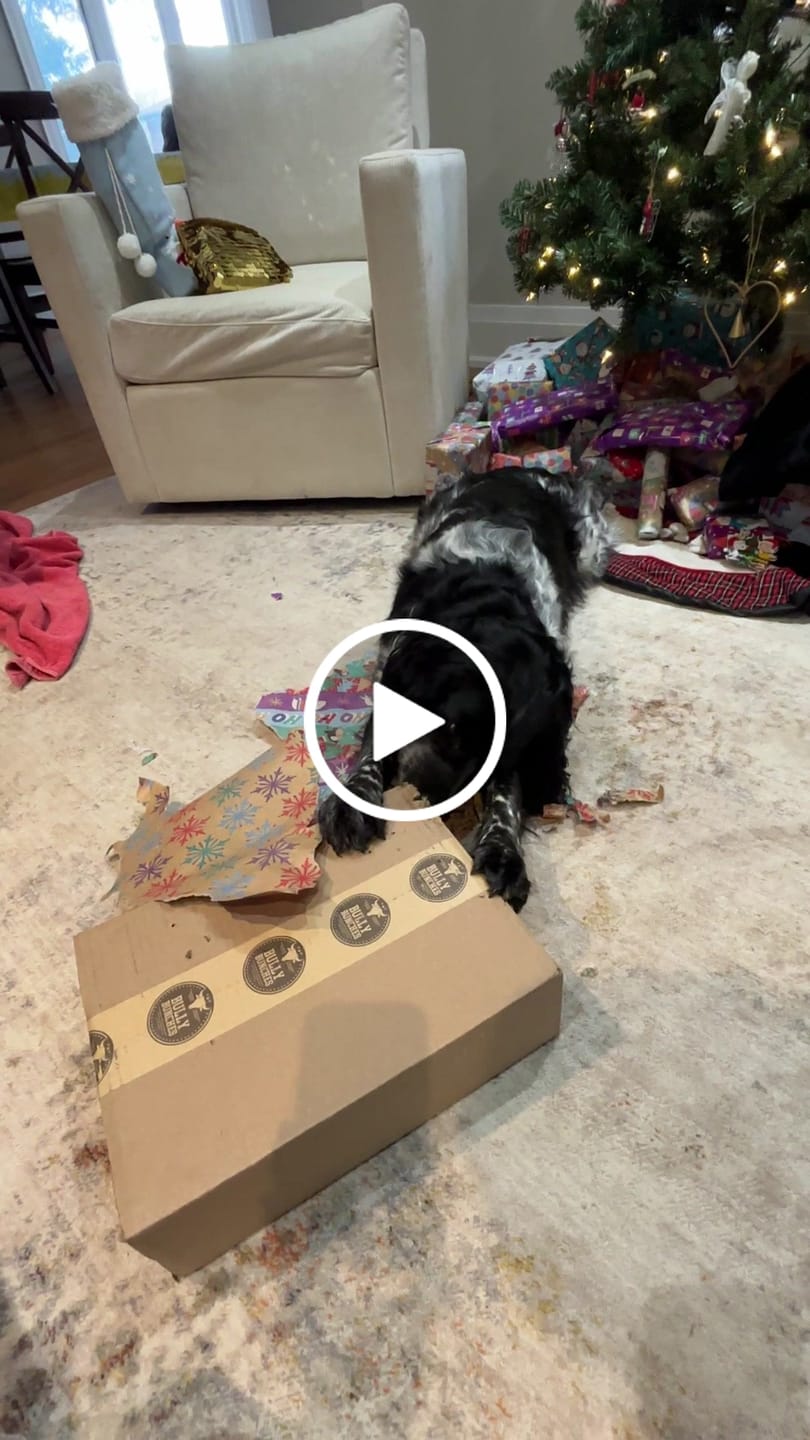 Customer video review of 6 Inch Beef Trachea