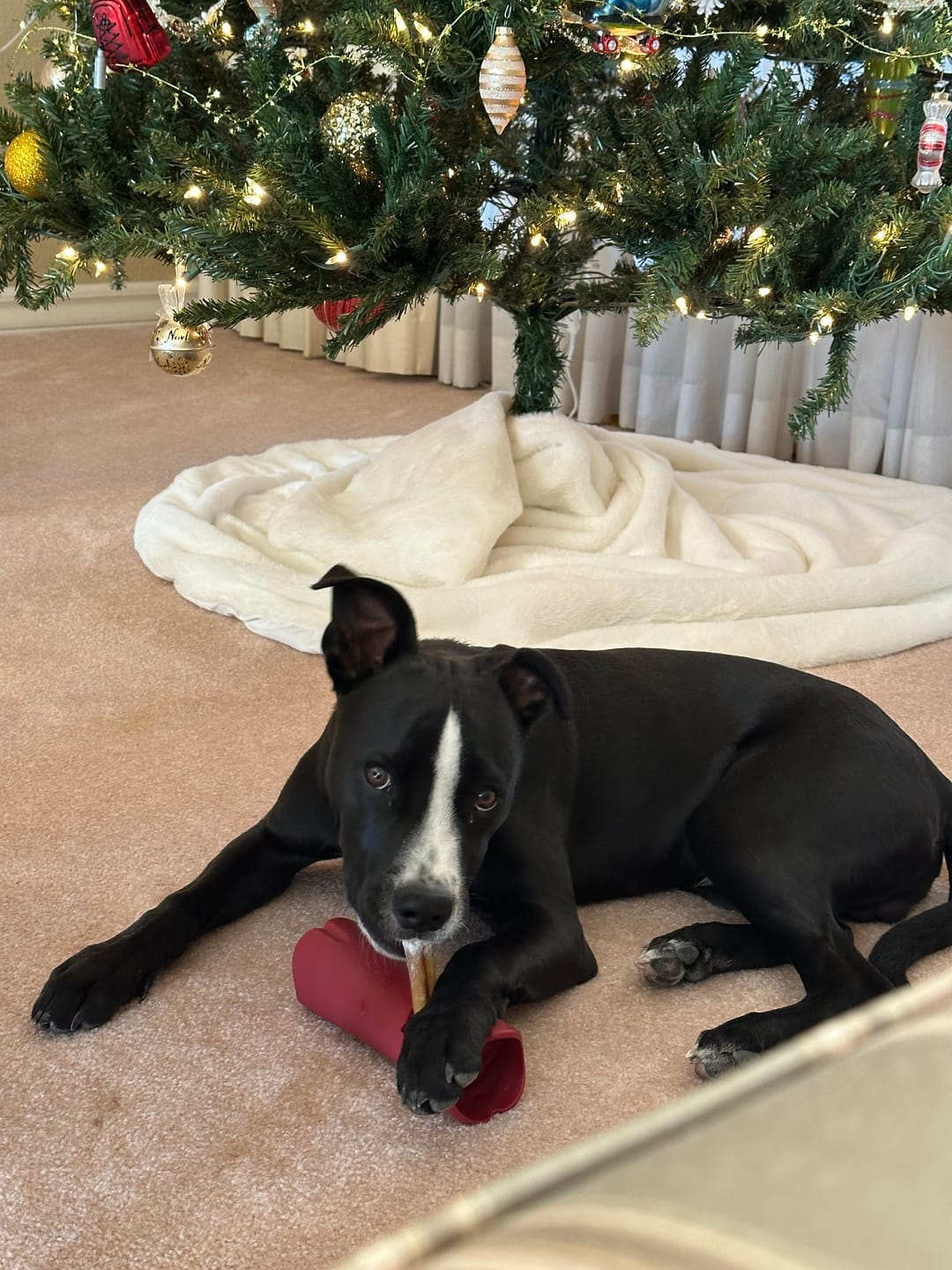Customer photo review of 6 Inch Thick Bully Stick