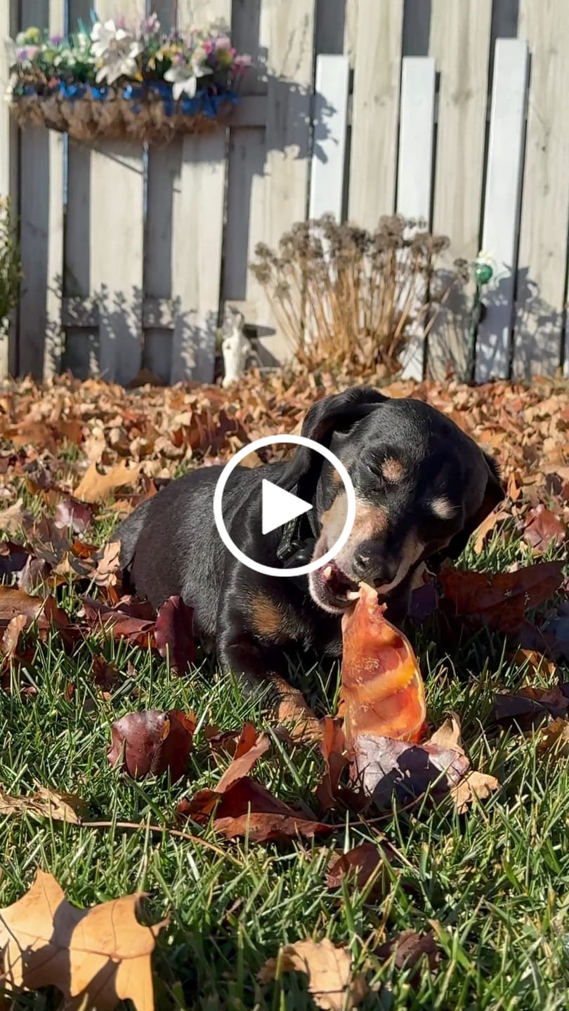 Customer video review of Pig Ears