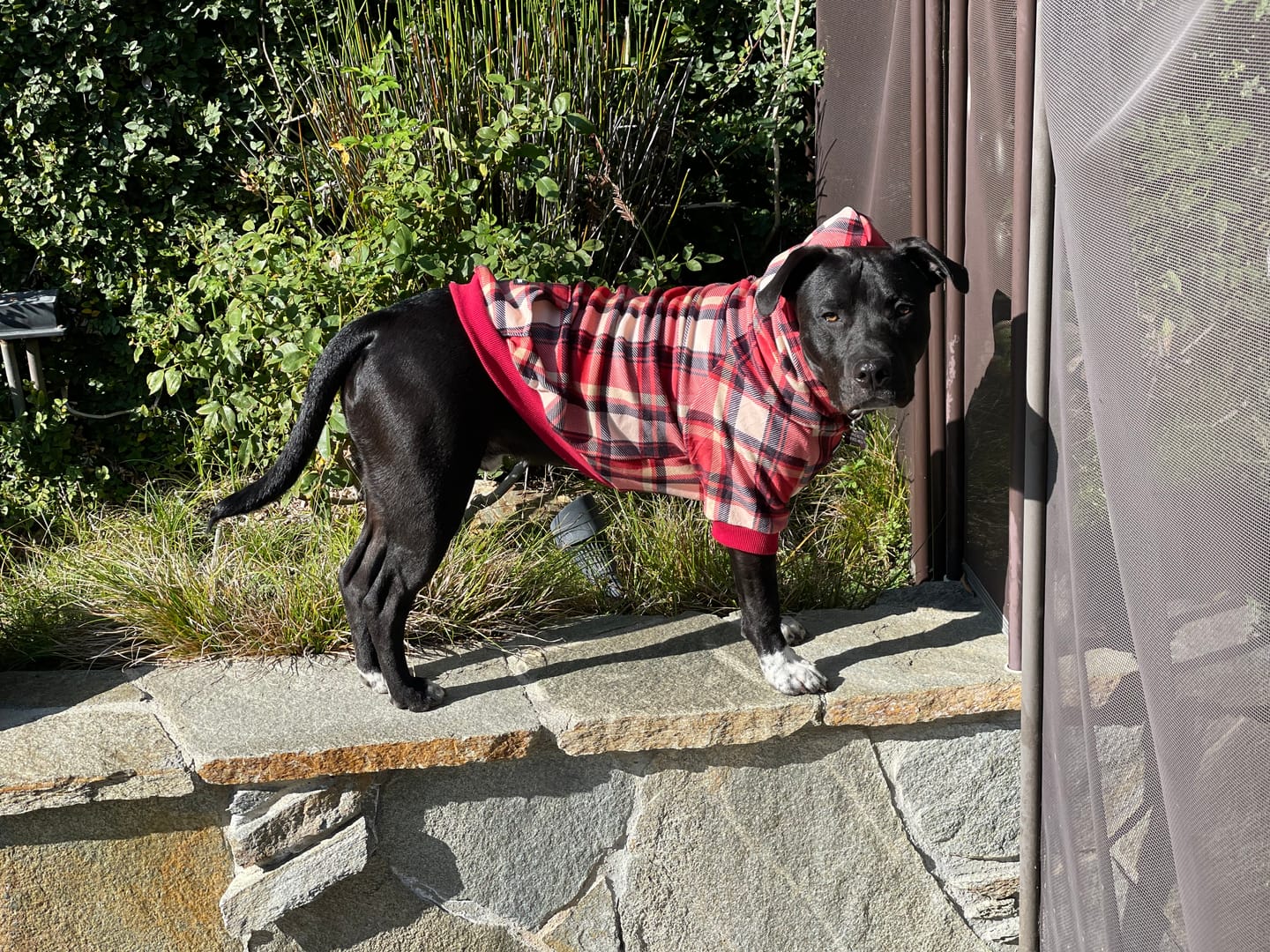 Customer photo review of Red Plaid Dog Hoodie