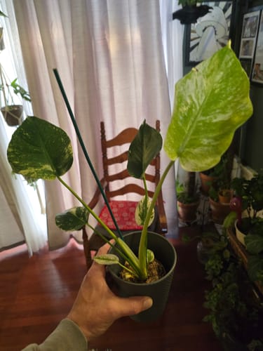 Customer holding a healthy, potted mint monstera that arrived safely with Winter Protection.