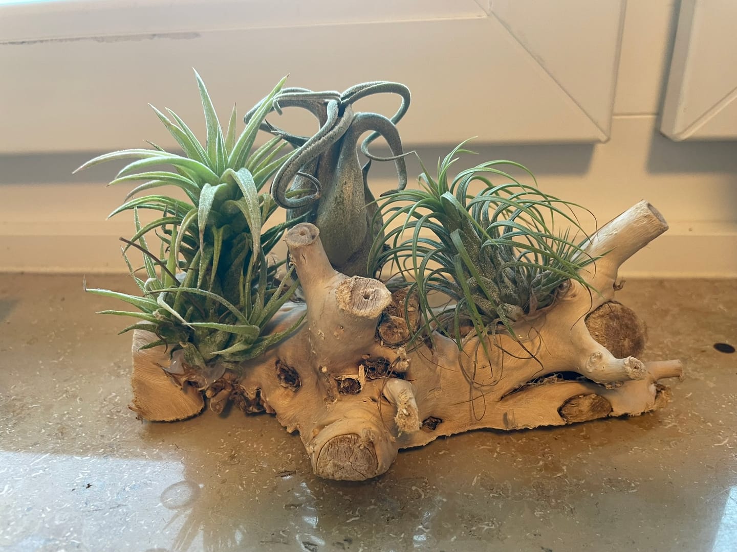 Customer photo review of Tillandsia Ionantha 'fuego' - Pulk