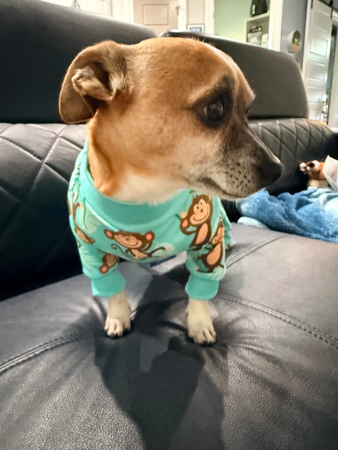Customer photo review of Dog Pajama - Monkey Business
