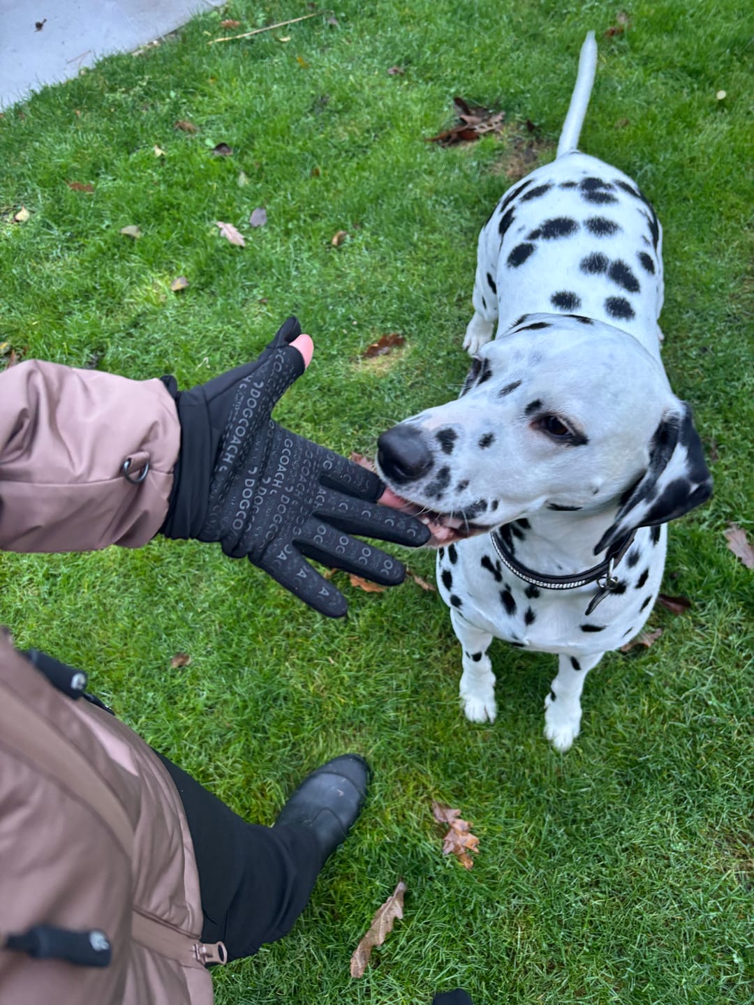 Customer photo review of DogCoach Allround Godbidshandsker | Unisex | Sort | Miley