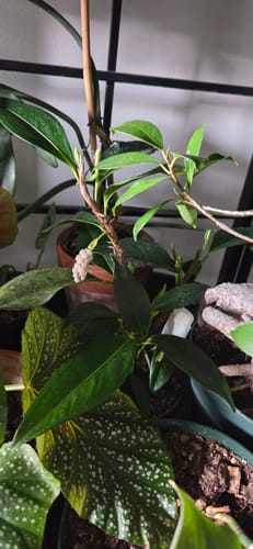Customer's Anthurium scandens ‘String of Pearls’ showing glossy leaves and a white inflorescence while growing among other plants.