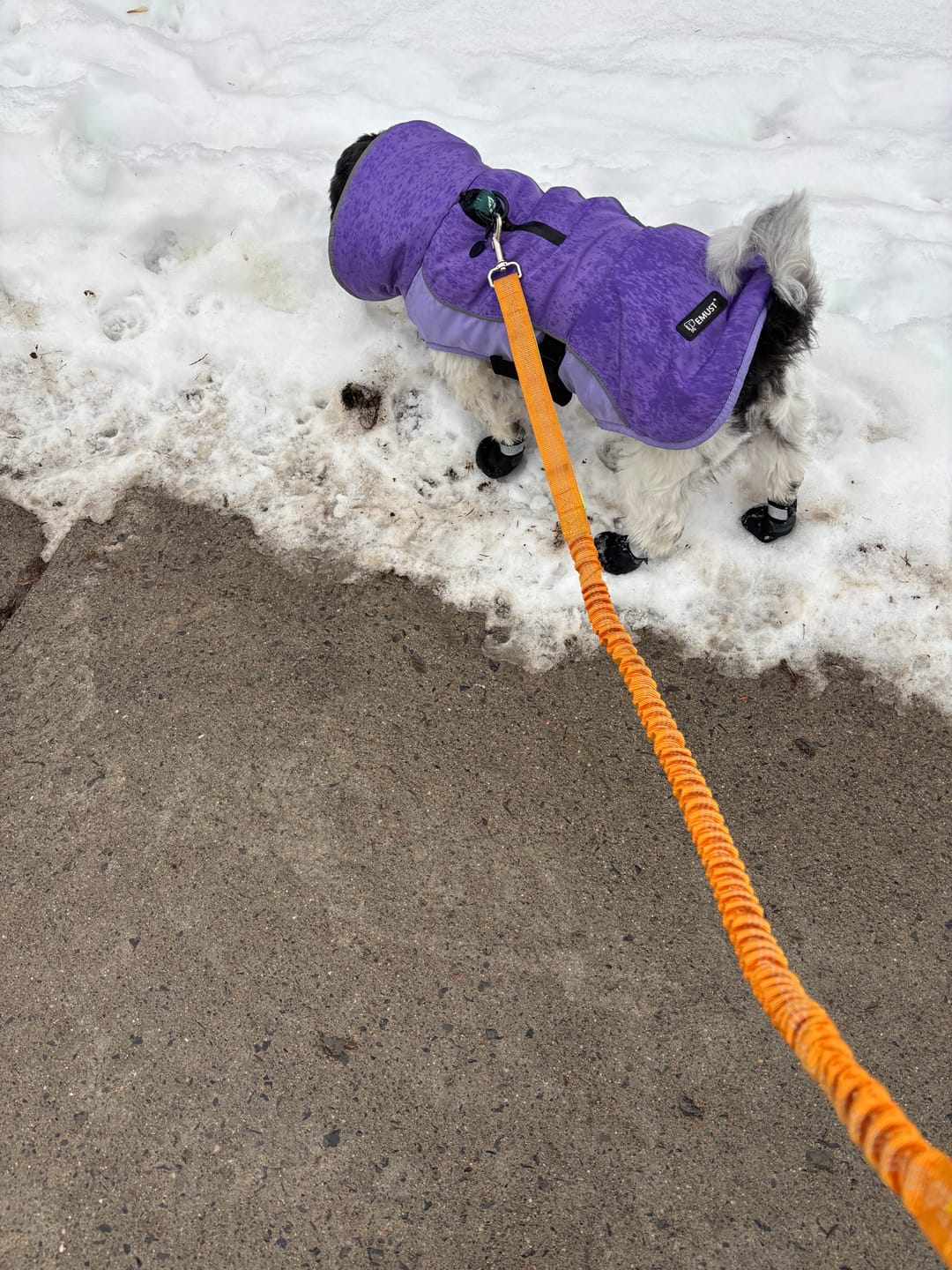 Customer photo review of The Shortie All Season Dog Shoes / Boots