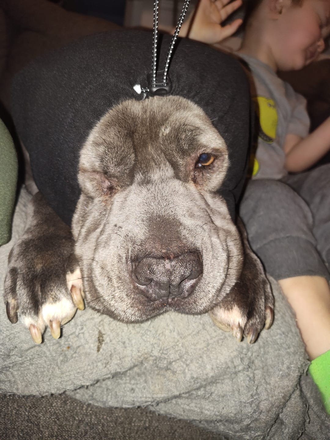Customer photo review of Anxiety Calming Dog Earmuff Protector - Black
