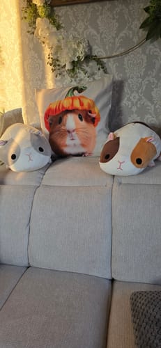 Customer photo review of 🐹 Toffi & Fee – Zwei super süße Meerschweinchen-Kuscheltiere zum Verlieben