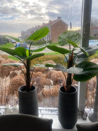 Customer photo review of Kunst Waaierpalm 75cm