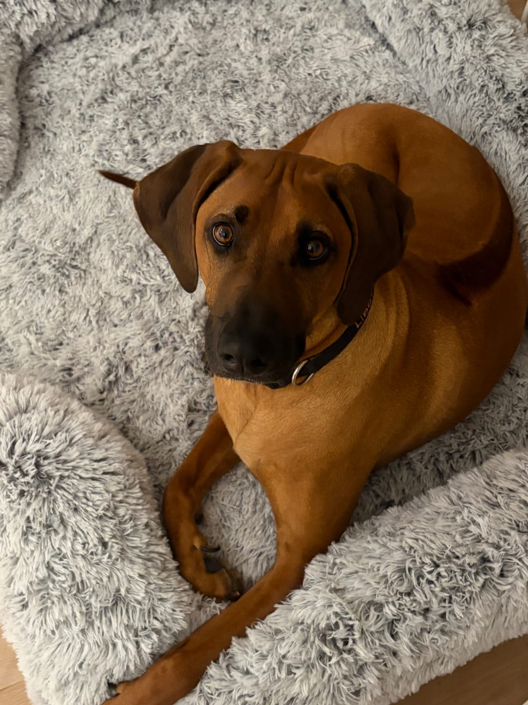 Customer photo review of Pet Orthopaedic Bed