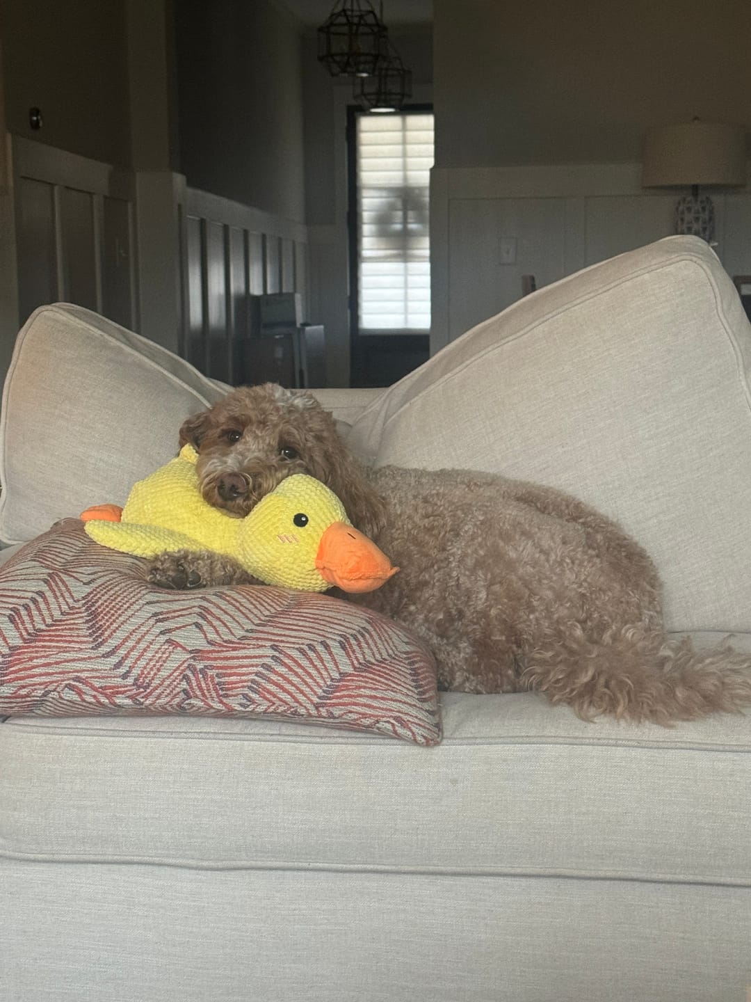 Customer photo review of Calming Duck