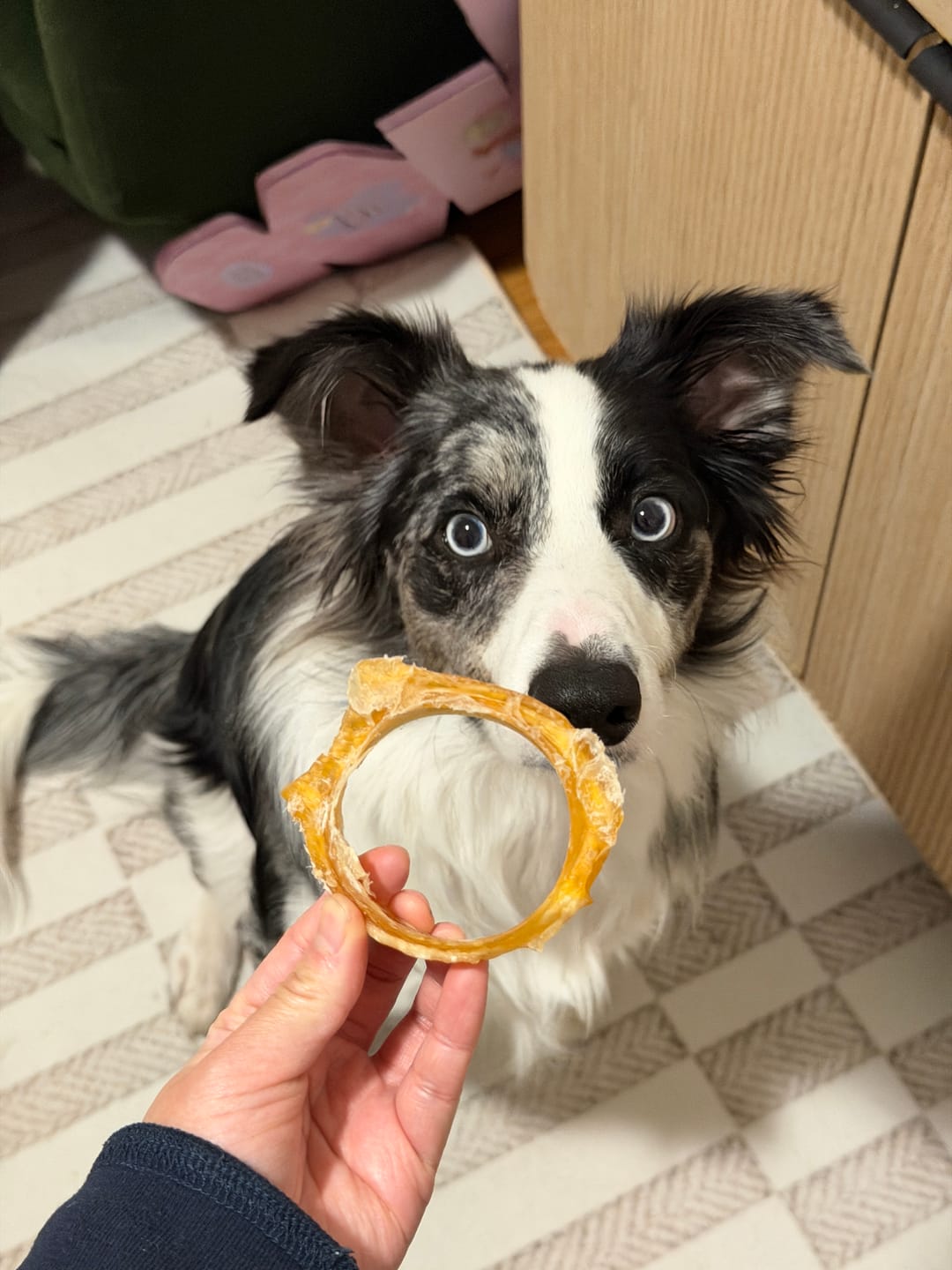 Customer photo review of 6 Inch Beef Trachea