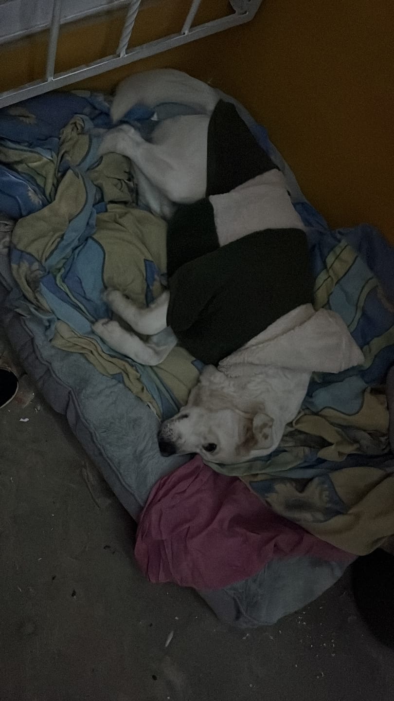 Customer photo review of Cama Sofá para Perros