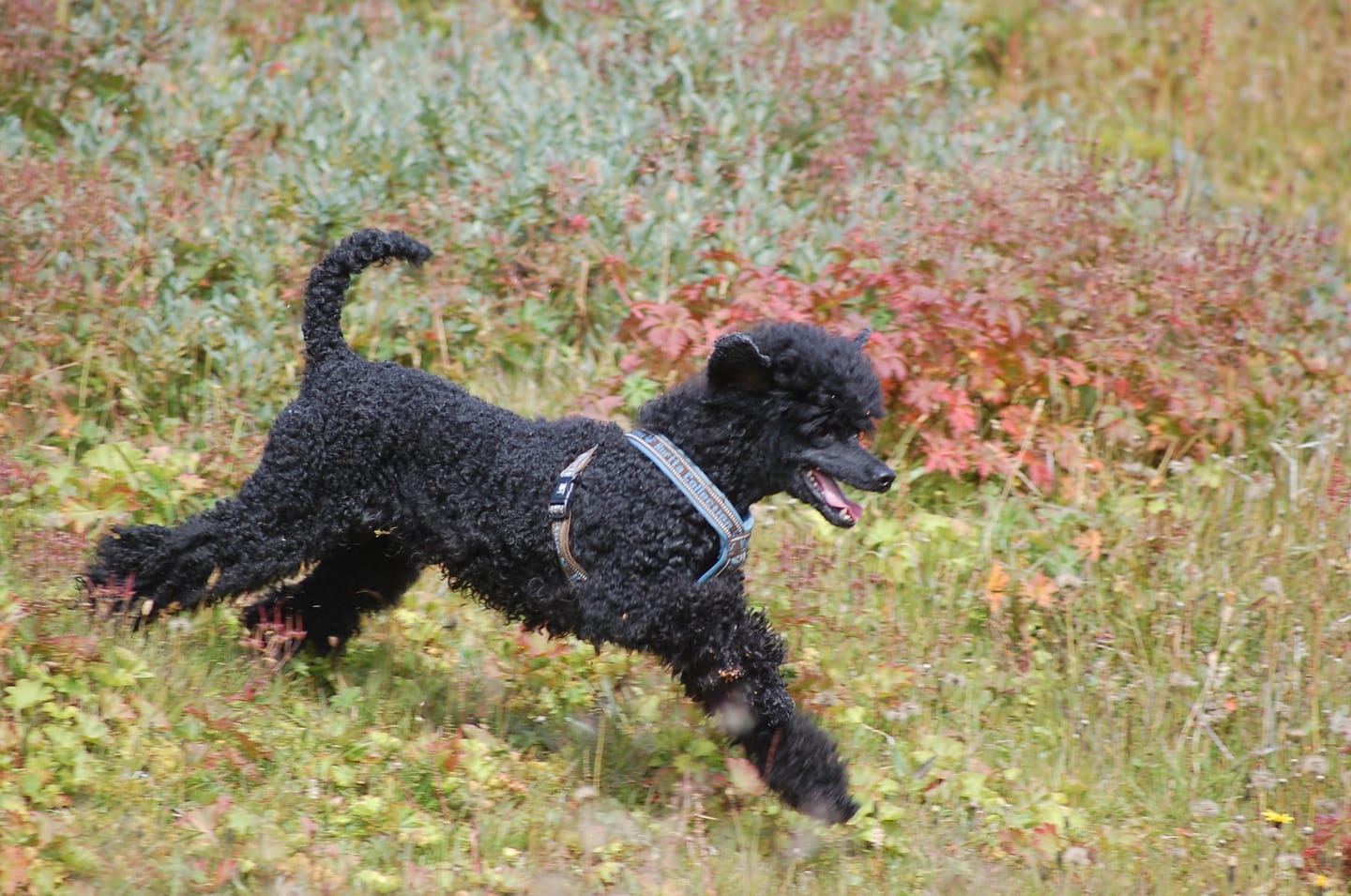 Customer photo review of Joint & Bone -for hunder med stivhet og ubehag i ledd og hofter