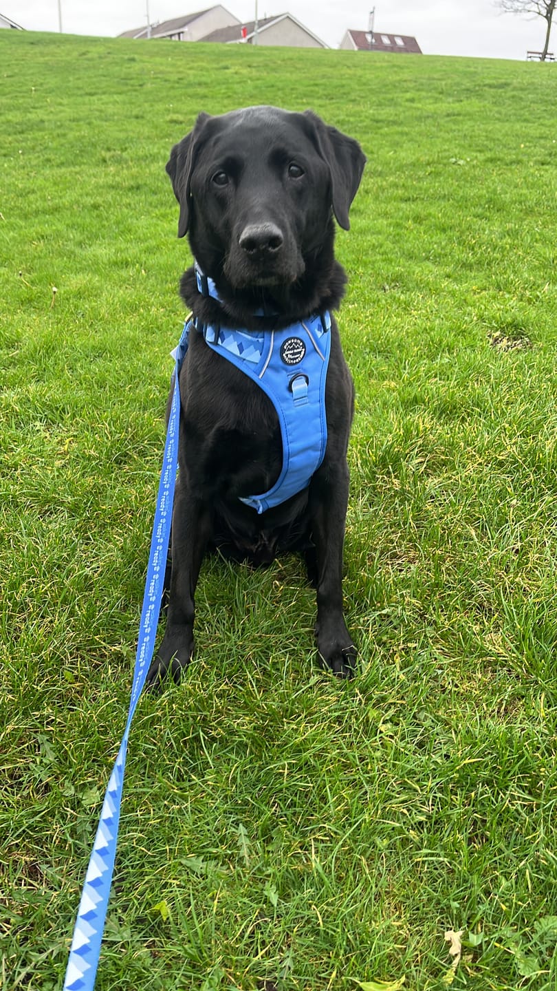Customer photo review of Tough Trails™ Harness - Walkies Ready® Cornflower Blue