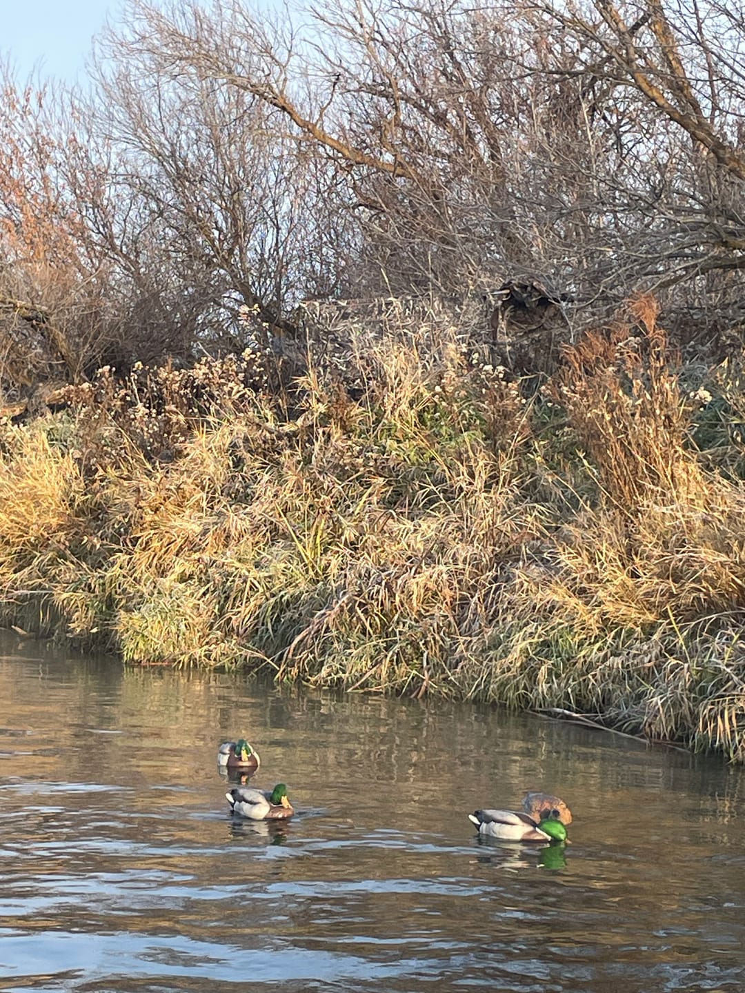 Customer photo review of Modular Panel Hunting Blind | A-Frame Pop Up Duck & Goose Blinds | Portable 3-4 Person Waterfowl Ground Blind Camo