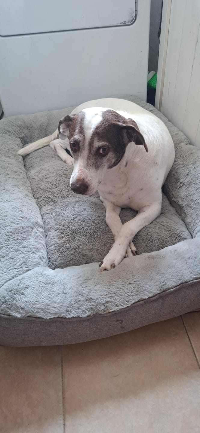 Customer photo review of Cama Sofá para Perros