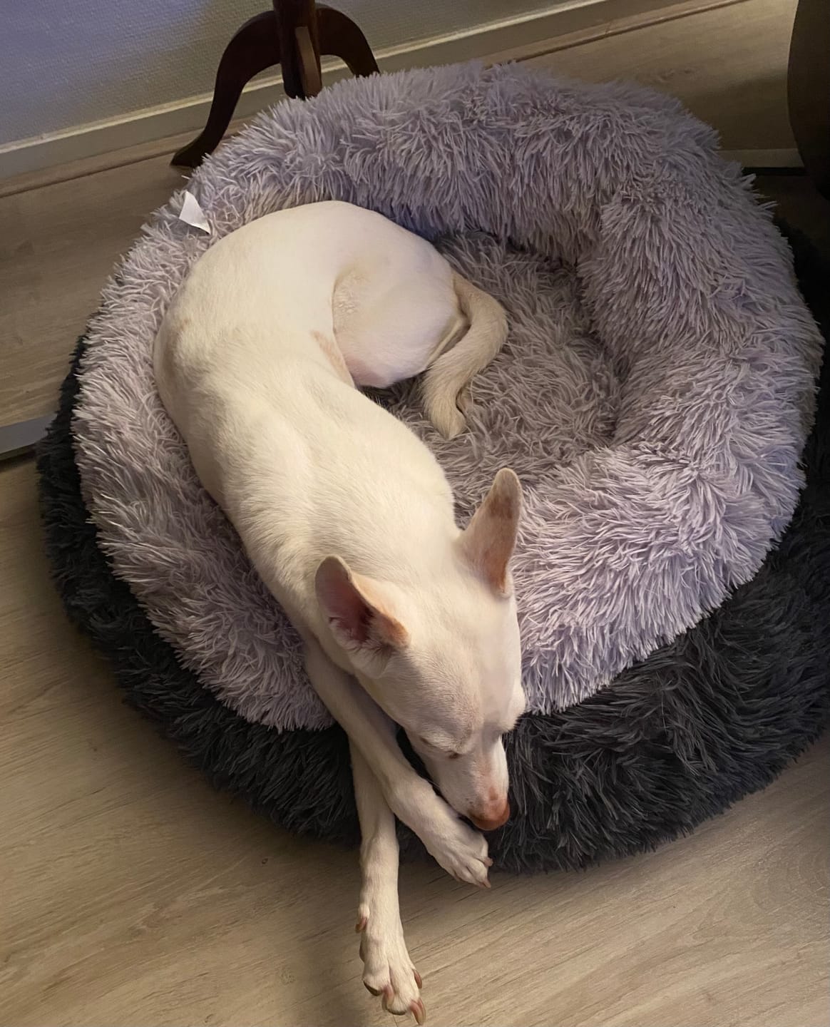 Customer photo review of Pet Perfect Fluffy Donut Hondenmand - Rond - Wasbaar