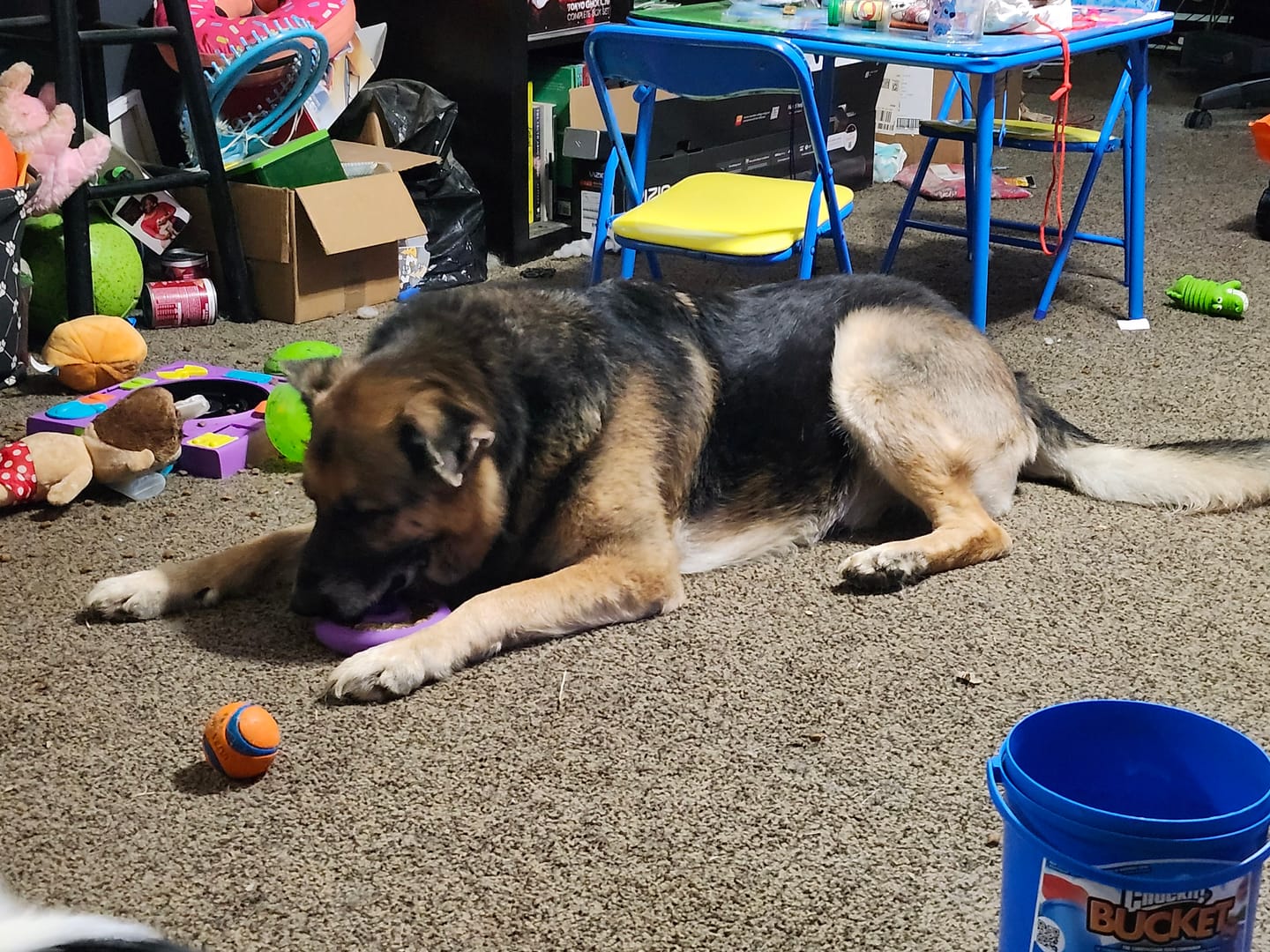Customer photo review of Freez Doughnut - Super Durable Treat Toy