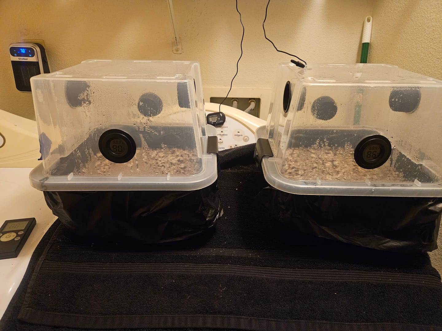 Customer photo review of 'Mark 1' Small Mushroom Monotub Package