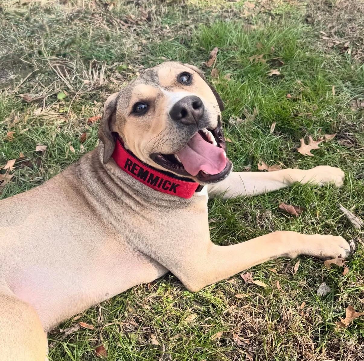 Customer photo review of Matching Red 6' Bully Proof Leash