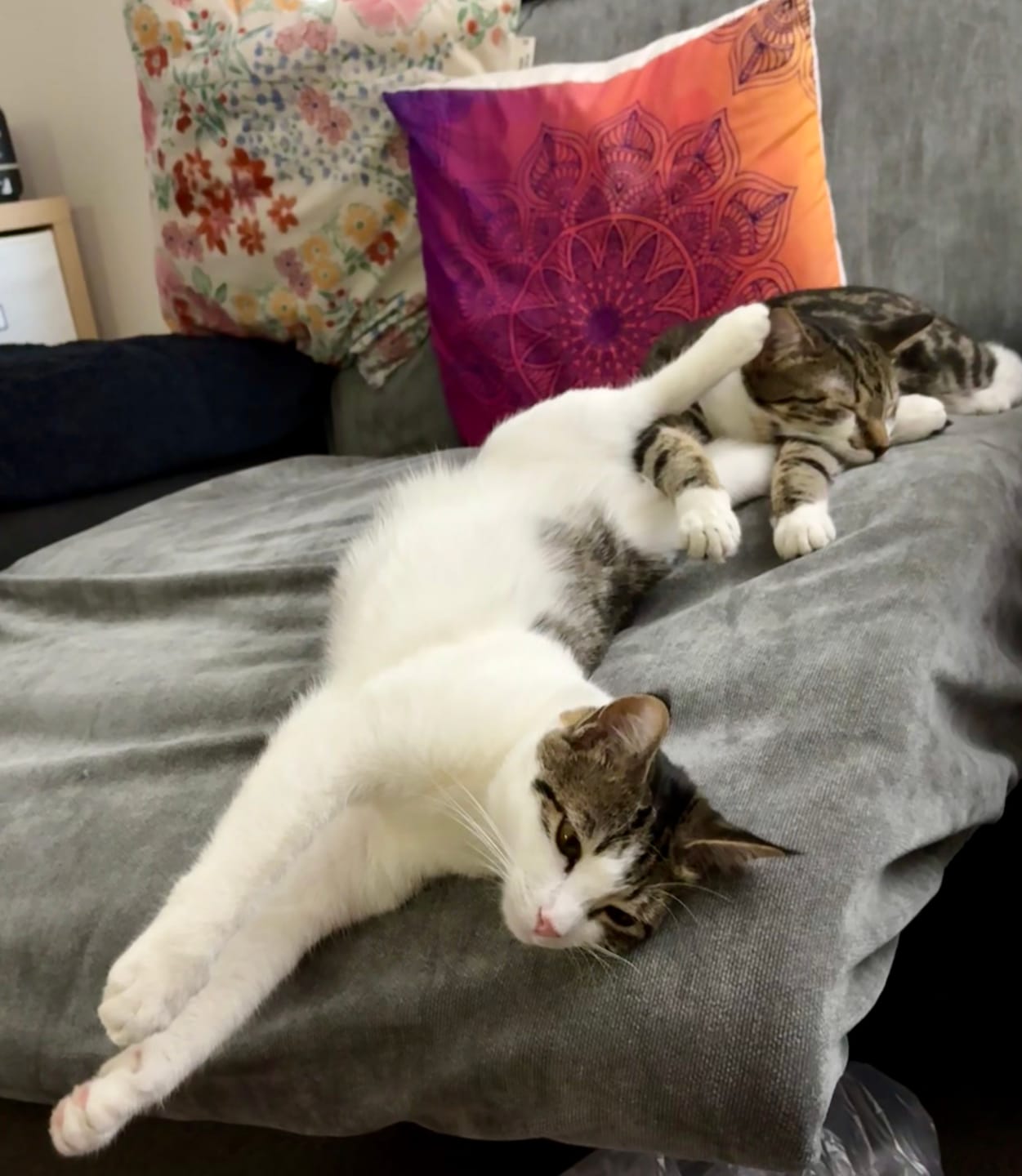 Customer photo review of Performance+ Couch Covers