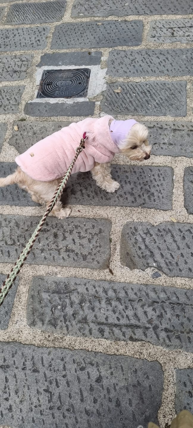 Customer photo review of Anxiety Calming Dog Earmuff Protector