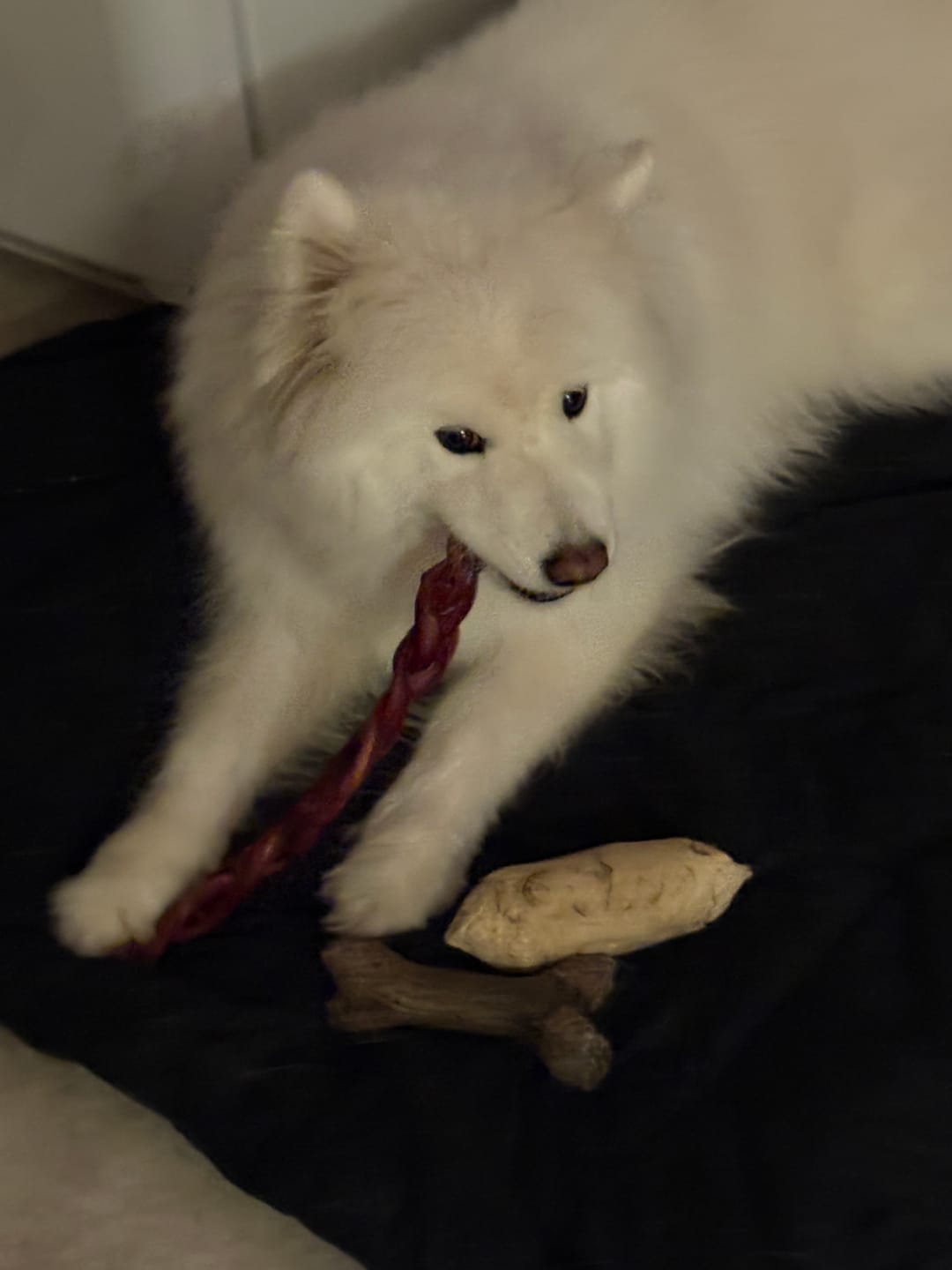 Customer photo review of 12 Inch Jumbo Braided Bully Stick