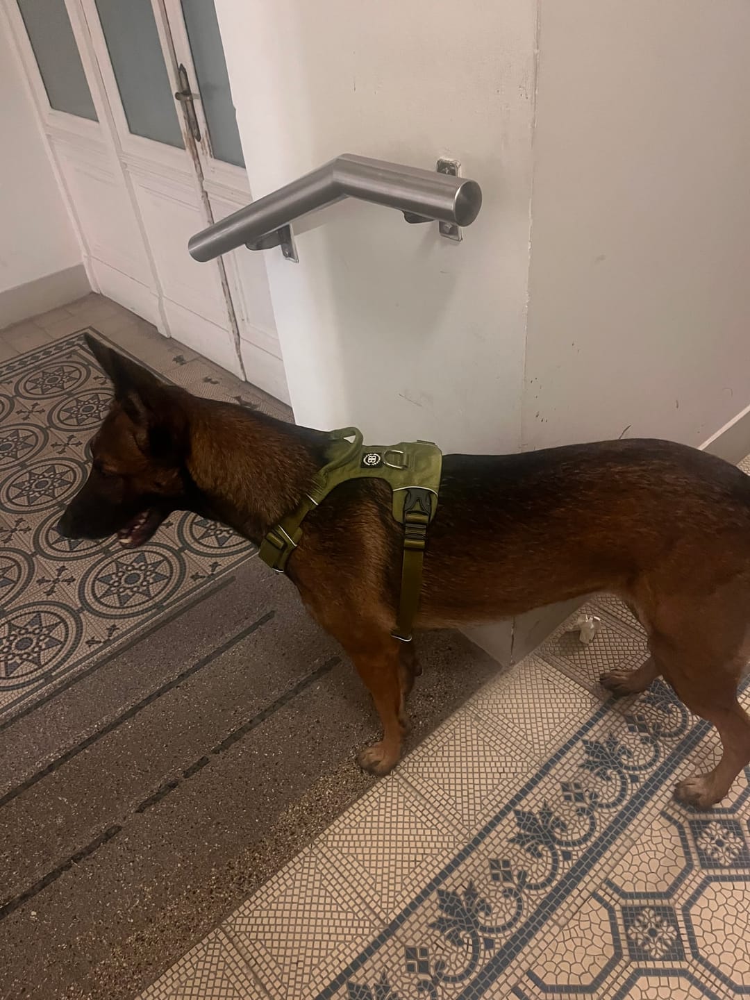 Customer photo review of Air Harness | Anti-Pull & With Handle - Olive Green