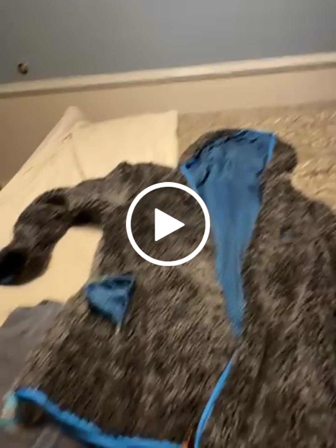 Customer video review of Reversible Sherpa Full Zip Hoodie
