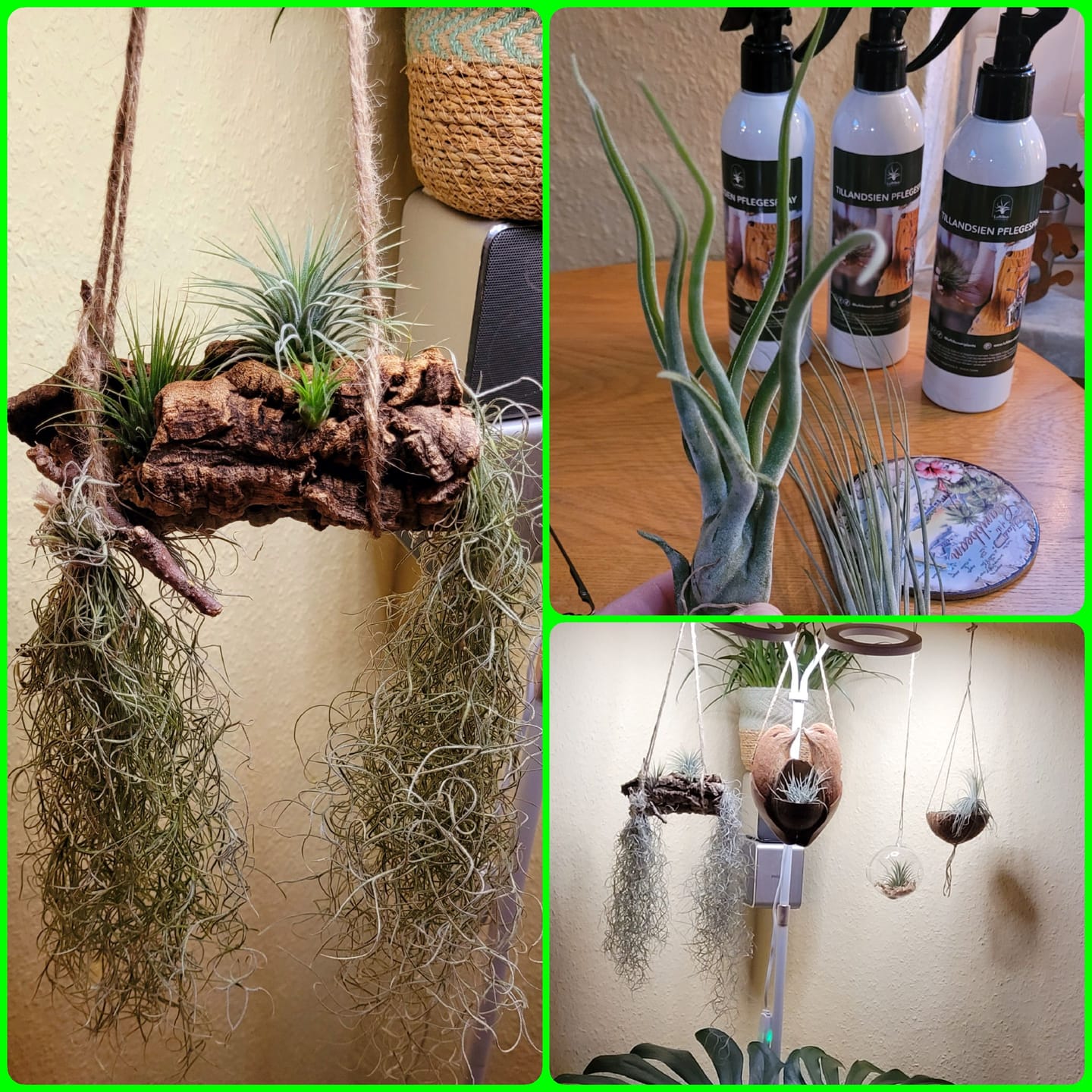 Customer photo review of 3er Set Tillandsien Pflegespray
