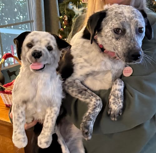 Custom Petslify plush reviewed by Steven H., handmade replica of their dog