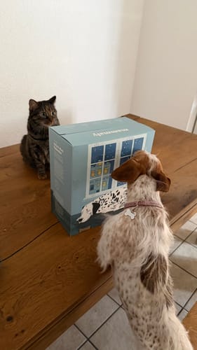 Rezensentenbild des RelaX-Mas-Kalenders auf einem Tisch, den ein Hund und eine Katze neugierig inspizieren.