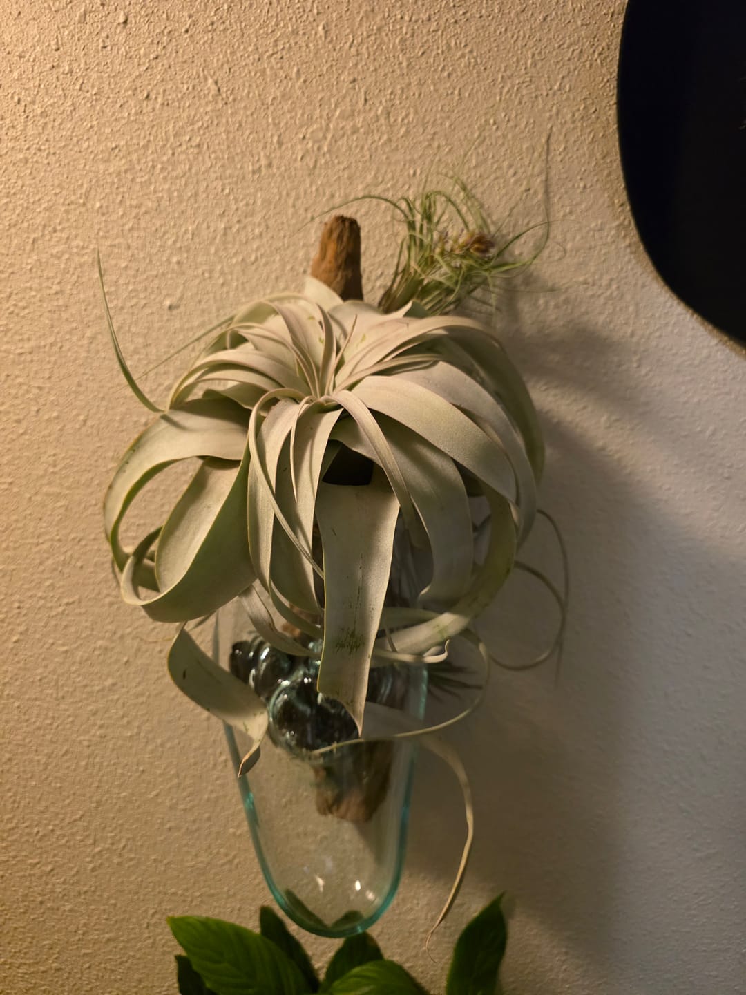 Customer photo review of Xerographica Thick Leaf Form  *Cannot Be Shipped Internationally*