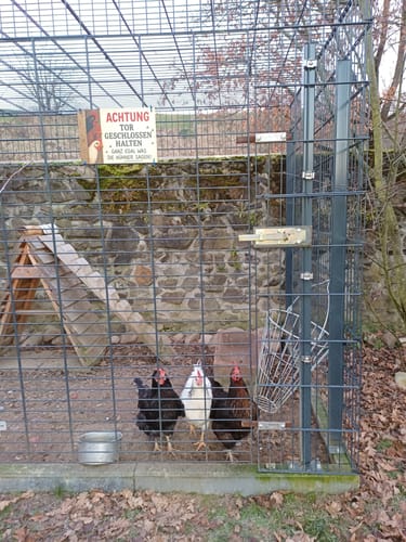 Rezensentenbild des „Achtung Hühner“-Schilds, das am Außengehege eines Hühnerstalls mit drei Hühnern angebracht ist.