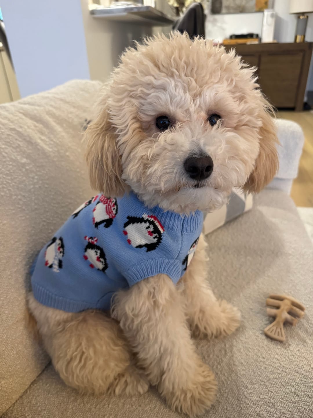 Customer photo review of Dog Sweater - Penguins