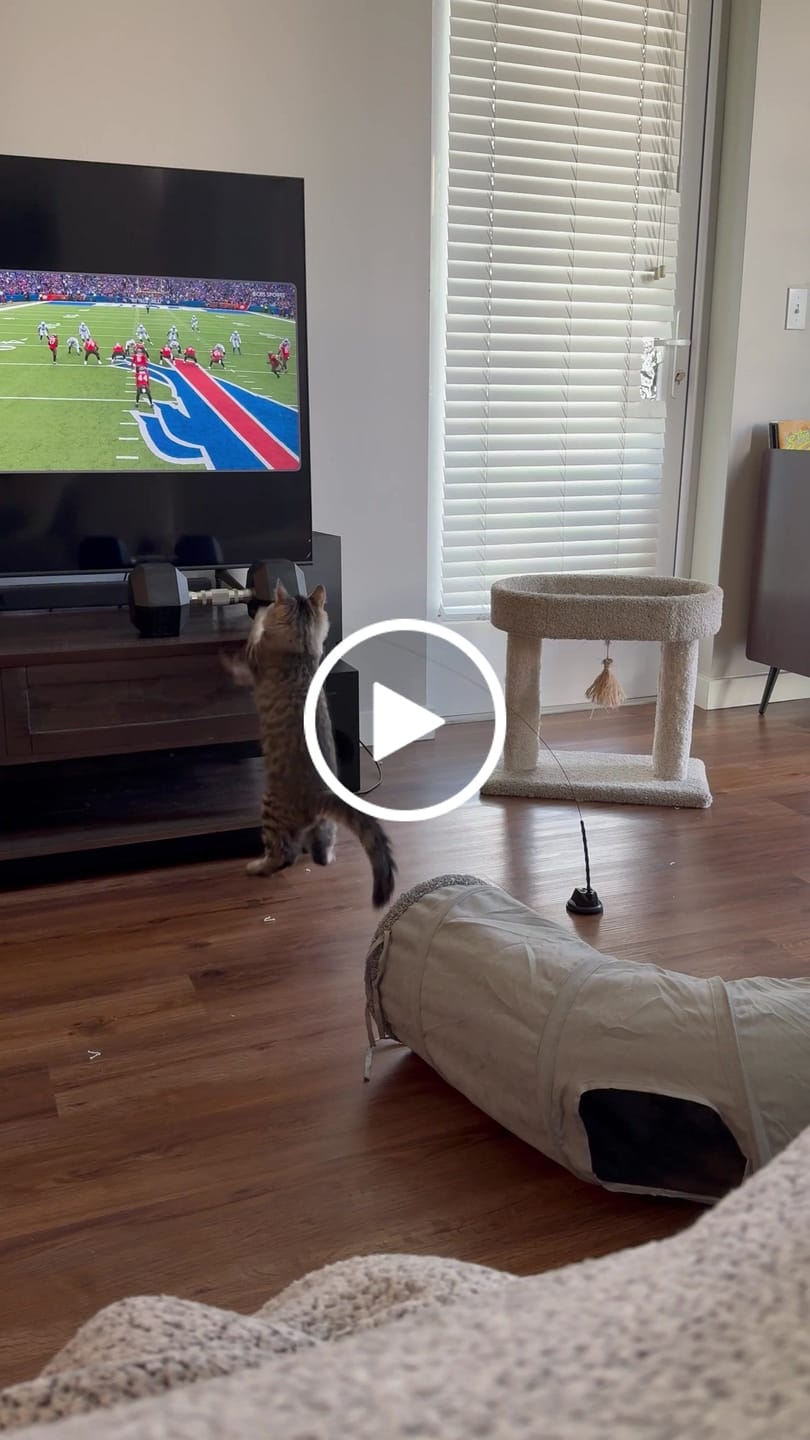 Customer video review of Interactive Bird Simulation Cat Toy Set