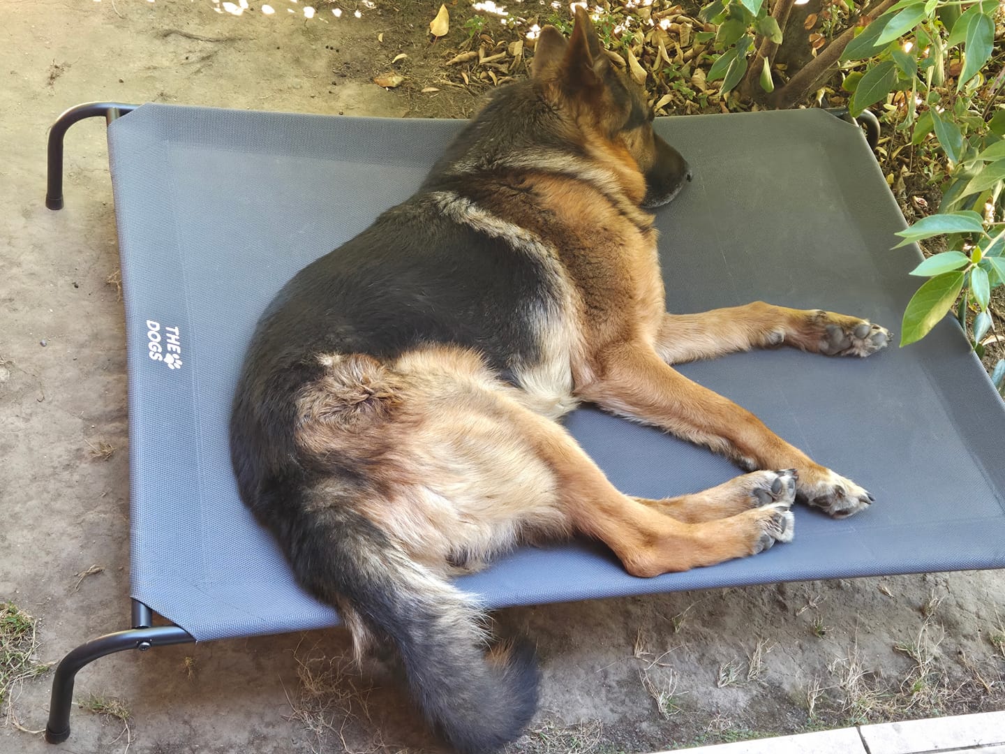 Customer photo review of Cama Elevada THE DOGS: Frescura y Ventilación